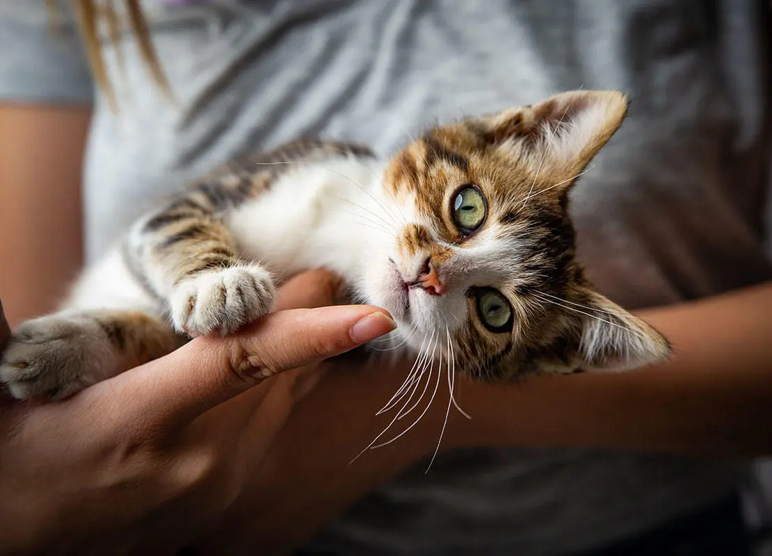 Kitten after being recued
