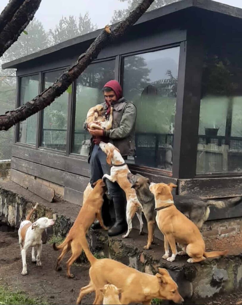Volunteer taking care of the dogs